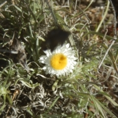 Leucochrysum albicans subsp. tricolor (Hoary Sunray) at Gilmore, ACT - 19 Sep 2017 by MichaelMulvaney