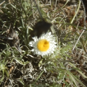 Leucochrysum albicans subsp. tricolor at Gilmore, ACT - 19 Sep 2017