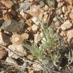 Leucochrysum albicans subsp. tricolor at Gilmore, ACT - 19 Sep 2017