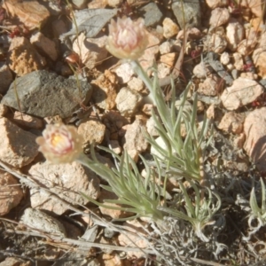 Leucochrysum albicans subsp. tricolor at Gilmore, ACT - 19 Sep 2017 04:29 PM