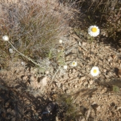 Leucochrysum albicans subsp. tricolor at Gilmore, ACT - 19 Sep 2017 04:29 PM