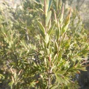 Styphelia triflora at Tralee, ACT - 19 Sep 2017