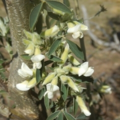 Chamaecytisus palmensis (Tagasaste, Tree Lucerne) at Tralee, ACT - 19 Sep 2017 by MichaelMulvaney