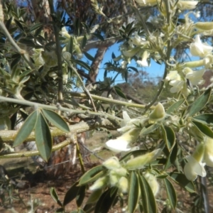 Chamaecytisus palmensis at Tralee, ACT - 19 Sep 2017