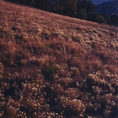 Vittadinia muelleri (Narrow-leafed New Holland Daisy) at Conder, ACT - 14 Apr 2000 by michaelb