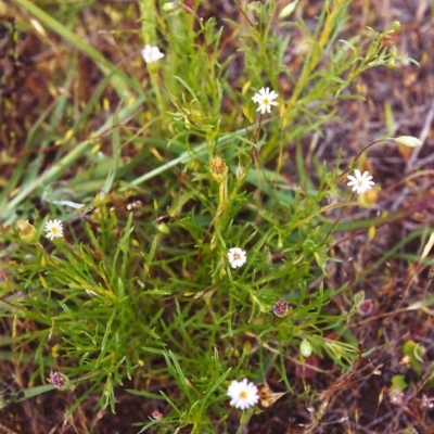 Vittadinia muelleri (Narrow-leafed New Holland Daisy) at Tuggeranong Hill - 26 Nov 1999 by michaelb