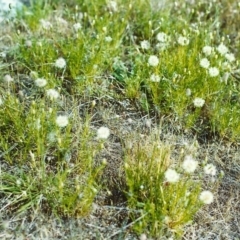 Vittadinia muelleri (Narrow-leafed New Holland Daisy) at Tuggeranong Hill - 29 Nov 2000 by michaelb