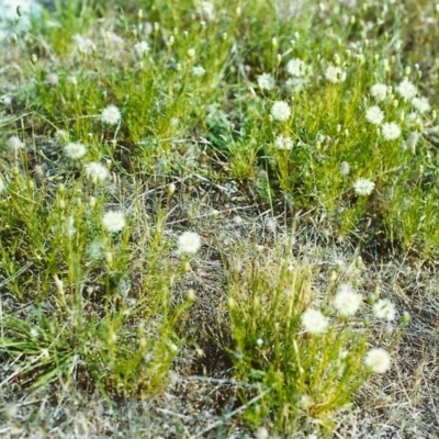 Vittadinia muelleri (Narrow-leafed New Holland Daisy) at Conder, ACT - 29 Nov 2000 by michaelb