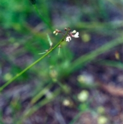 Grona varians (Slender Tick-Trefoil) at Conder, ACT - 29 Nov 2000 by michaelb