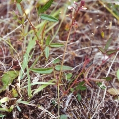 Grona varians (Slender Tick-Trefoil) at Conder, ACT - 16 Nov 1999 by MichaelBedingfield