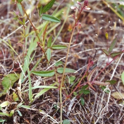 Grona varians (Slender Tick-Trefoil) at Conder, ACT - 15 Nov 1999 by michaelb