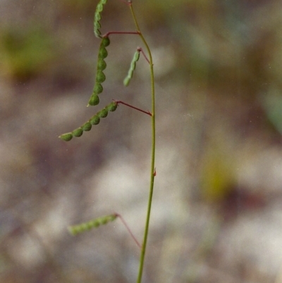 Grona varians (Slender Tick-Trefoil) at Conder, ACT - 23 Jan 2000 by MichaelBedingfield