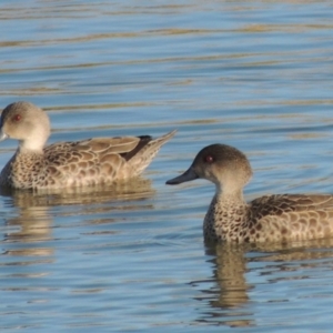 Anas gracilis at Coombs, ACT - 17 Sep 2017