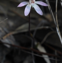 Caladenia fuscata (Dusky Fingers) at Gundaroo, NSW - 20 Sep 2017 by MaartjeSevenster