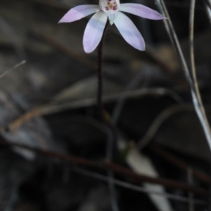 Caladenia fuscata at Gundaroo, NSW - suppressed