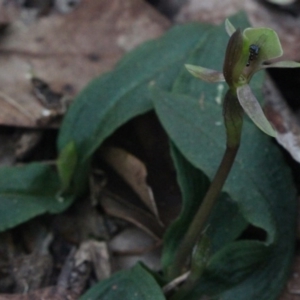 Chiloglottis trapeziformis at Gundaroo, NSW - suppressed