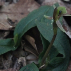 Chiloglottis trapeziformis (Diamond Ant Orchid) at Gundaroo, NSW - 20 Sep 2017 by MaartjeSevenster