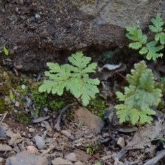 Cheilanthes (genus) (Rock Fern) at Bolaro, NSW - 18 Sep 2017 by DavidMcKay
