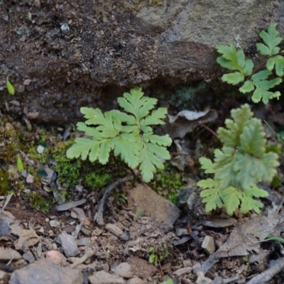 Cheilanthes (genus) (Rock Fern) at Bolaro, NSW - 18 Sep 2017 by DavidMcKay