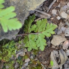 Cheilanthes sp. at Bolaro, NSW - 18 Sep 2017