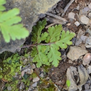 Cheilanthes sp. at Bolaro, NSW - 18 Sep 2017