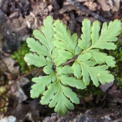 Cheilanthes sp. at Bolaro, NSW - 18 Sep 2017