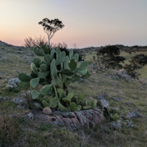 Opuntia sp. at Kambah, ACT - 20 Sep 2017