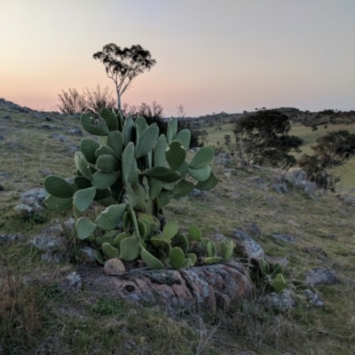 Opuntia sp. (Prickly Pear) at Cooleman Ridge - 20 Sep 2017 by HelenCross