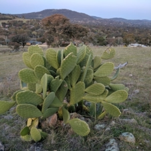 Opuntia sp. at Kambah, ACT - 20 Sep 2017