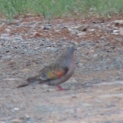 Phaps chalcoptera (Common Bronzewing) at Chisholm, ACT - 11 Nov 2015 by MichaelBedingfield
