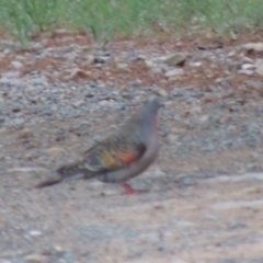 Phaps chalcoptera (Common Bronzewing) at Chisholm, ACT - 11 Nov 2015 by michaelb