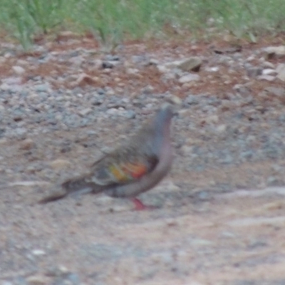 Phaps chalcoptera (Common Bronzewing) at Chisholm, ACT - 11 Nov 2015 by MichaelBedingfield