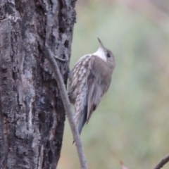 Cormobates leucophaea (White-throated Treecreeper) at Point Hut to Tharwa - 12 Mar 2014 by michaelb