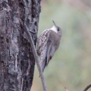 Cormobates leucophaea at Tharwa, ACT - 12 Mar 2014