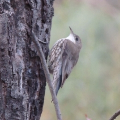 Cormobates leucophaea (White-throated Treecreeper) at Point Hut to Tharwa - 12 Mar 2014 by michaelb