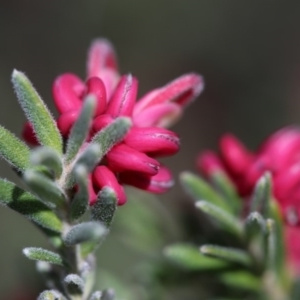 Grevillea lanigera at Cotter River, ACT - 28 Aug 2017