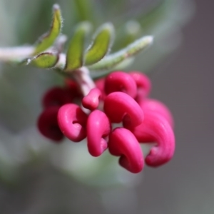 Grevillea lanigera at Cotter River, ACT - 28 Aug 2017