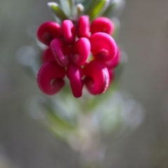 Grevillea lanigera at Cotter River, ACT - 28 Aug 2017