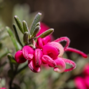 Grevillea lanigera at Cotter River, ACT - 28 Aug 2017