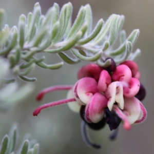 Grevillea lanigera at Cotter River, ACT - 28 Aug 2017