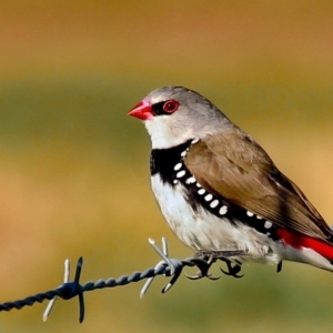 Stagonopleura guttata at Tantawangalo, NSW - 8 Aug 2015