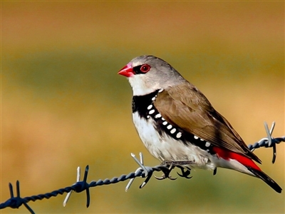 Stagonopleura guttata (Diamond Firetail) at Tantawangalo, NSW - 8 Aug 2015 by TONIeye