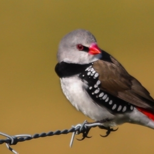 Stagonopleura guttata at Tantawangalo, NSW - 8 Aug 2015