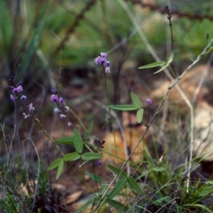 Glycine clandestina at Greenway, ACT - 26 Feb 2007