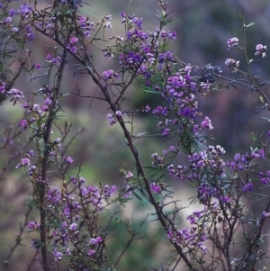 Glycine clandestina at Conder, ACT - 23 Oct 2000