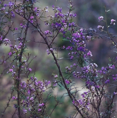 Glycine clandestina (Twining Glycine) at Conder, ACT - 23 Oct 2000 by MichaelBedingfield