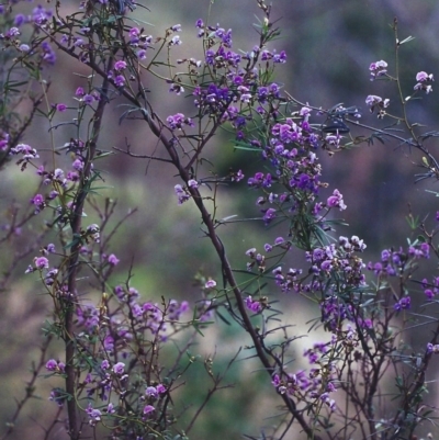 Glycine clandestina (Twining Glycine) at Tuggeranong Hill - 22 Oct 2000 by michaelb