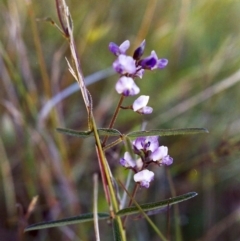 Glycine clandestina (Twining Glycine) at Tuggeranong Hill - 23 Nov 1999 by michaelb