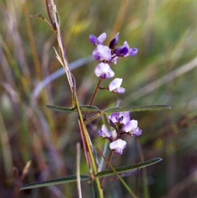 Glycine clandestina (Twining Glycine) at Conder, ACT - 24 Nov 1999 by MichaelBedingfield