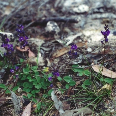 Glycine tabacina (Variable Glycine) at Tuggeranong Hill - 28 Nov 2001 by michaelb